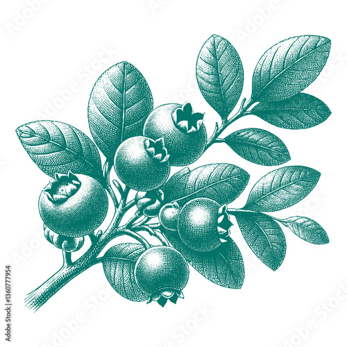 Blueberry branch engraving vector