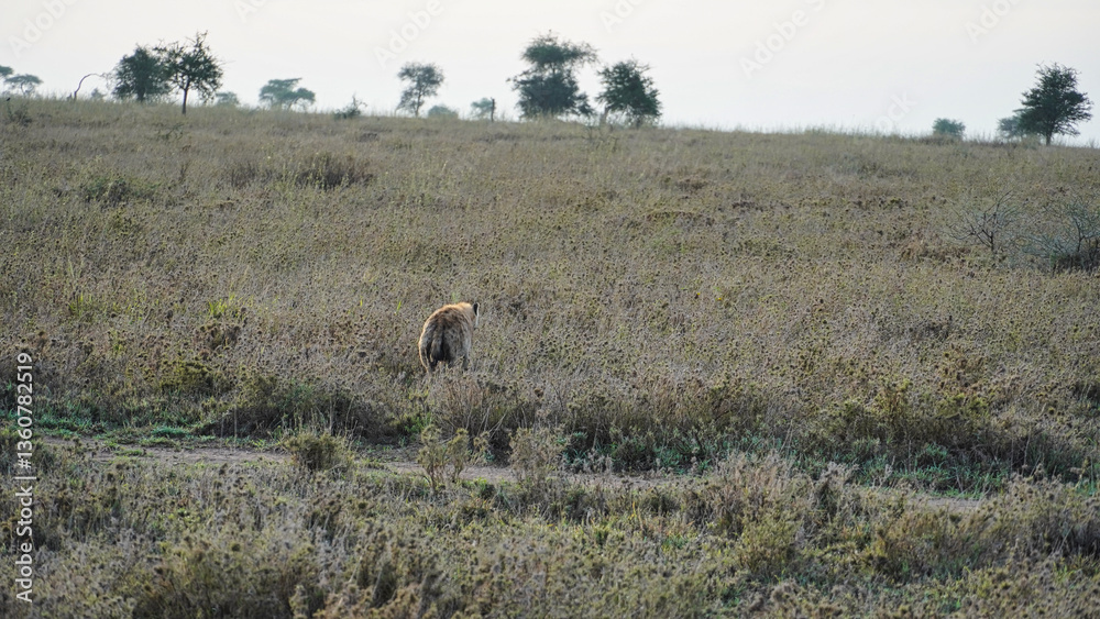 Fototapeta premium Solitary Scavenger in the Vast and Beautiful African Savannah Landscape at Sunset