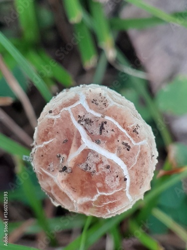 mushroom in the forest