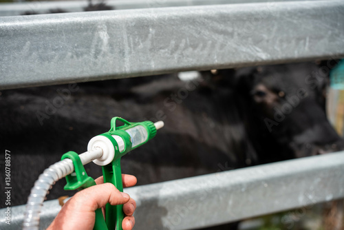 cattle drench and vaccinating cows in stockyards on a farm in australia. treating livestock on a farm worming with a pour on treatment in yards