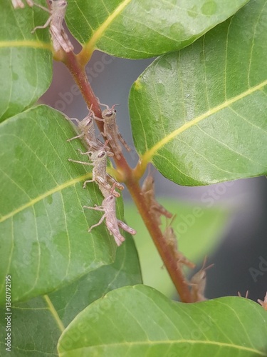 caterpillar on leaf