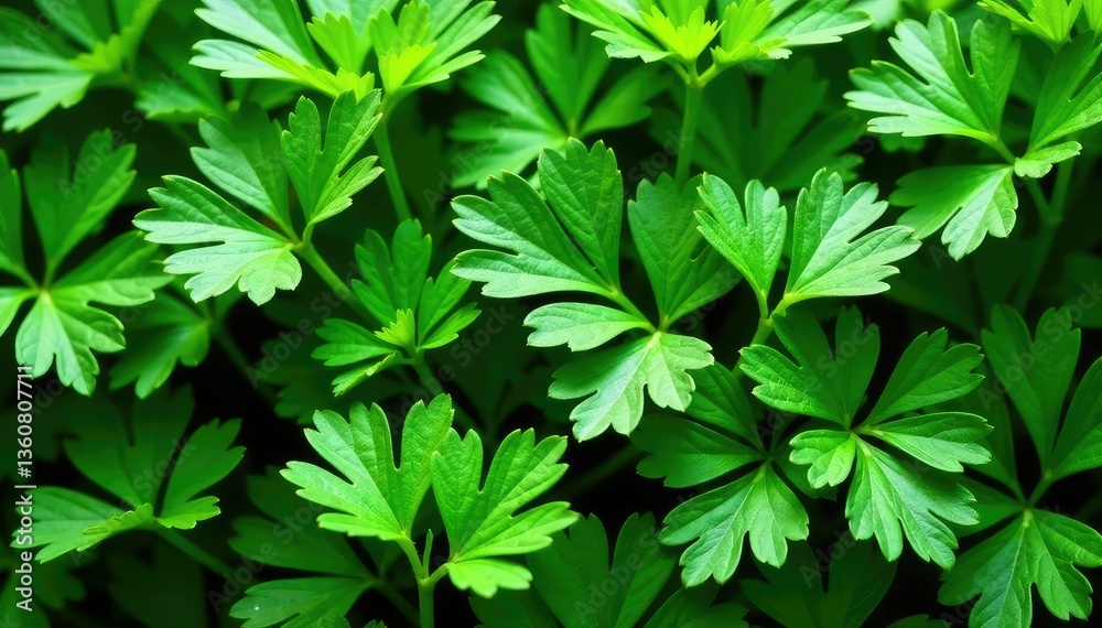 Fresh parsley leaves arranged in a decorative pattern , detail, salad, kitchen Fresh parsley leaves arranged in a decorative pattern , detail, salad, kitchen