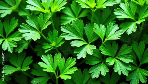 Fresh parsley leaves arranged in a decorative pattern , detail, salad, kitchen