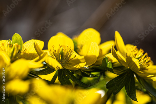 Blossoms of winter aconite (Eranthis hyemalis) in full bloom