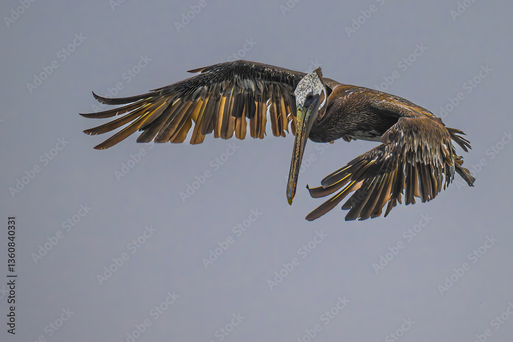 Brown Pelican (Pelecanus occidentalis) in Flight Searching for Food, WA