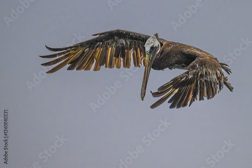 Obraz na płótnie Brown Pelican (Pelecanus occidentalis) in Flight Searching for Food, WA w salonie
