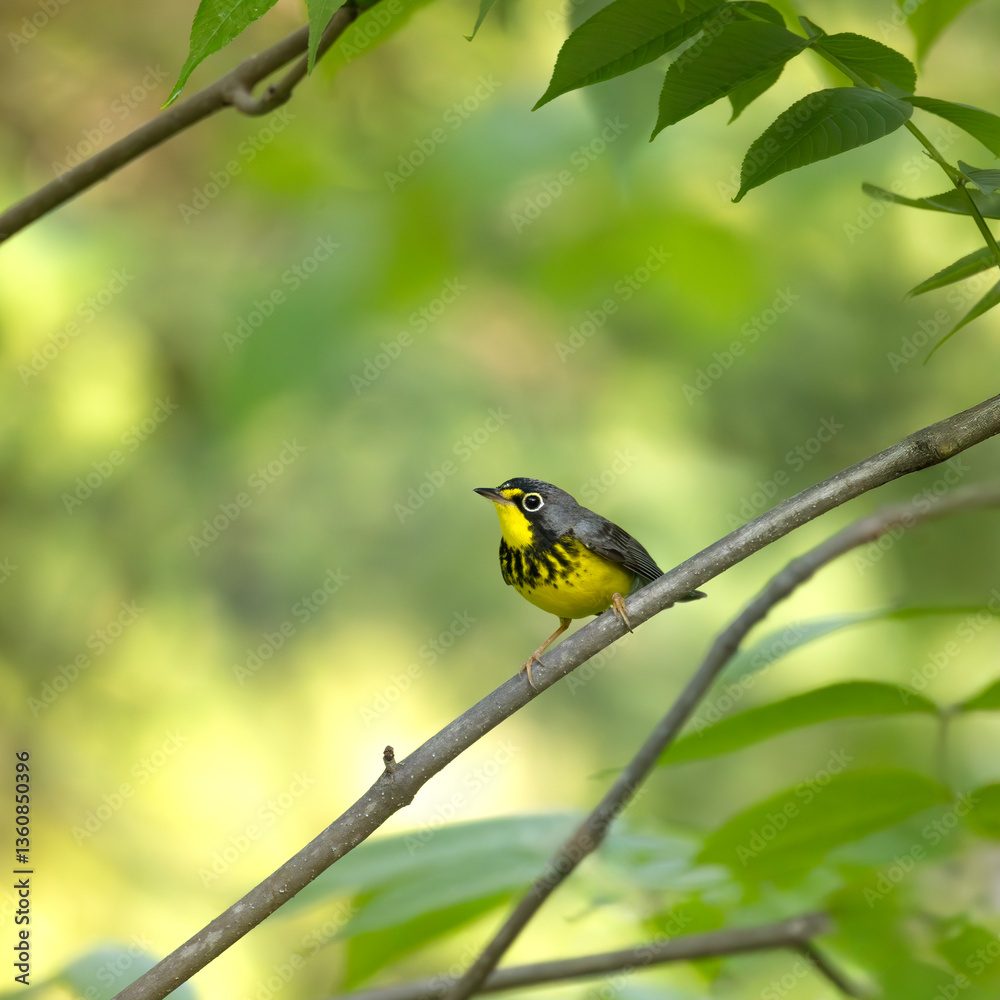Obraz premium Canada warbler Cardellina canadensis perched on a branch