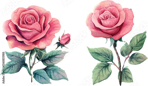 pink rose on white background