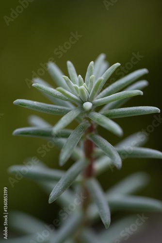 planta con hojas carnosas y fondo desenfocado