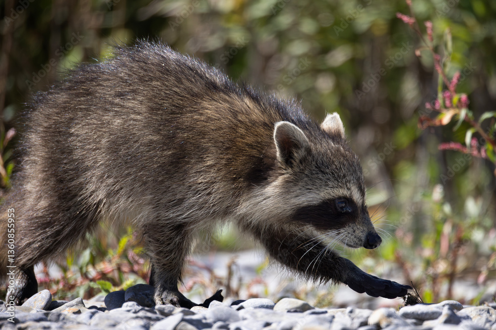 Naklejka premium Raccoon Procyon lotor walking on smooth pebbles