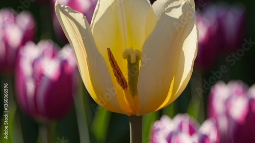 Sunlit Yellow Tulip Blooming Among Pink Tulips  