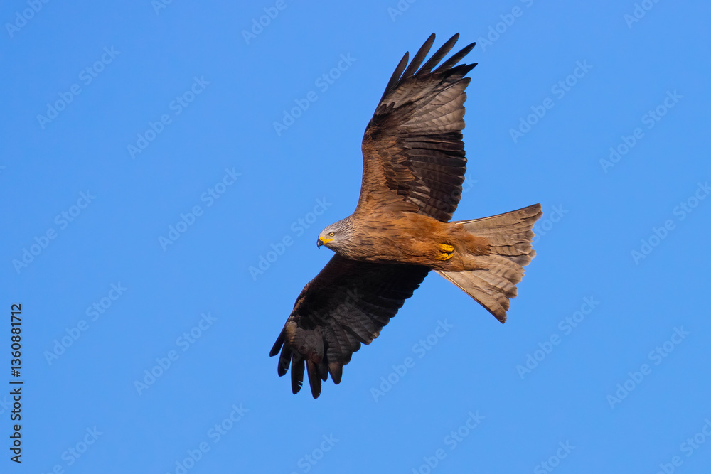 Fototapeta premium Black Kite on ths sky