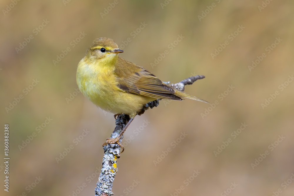 Obraz premium Willow Warbler on a branch