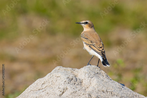 Northern Wheatear on a rock