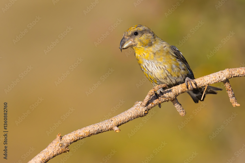 Red Crossbill on the branch Red Crossbill on the branch