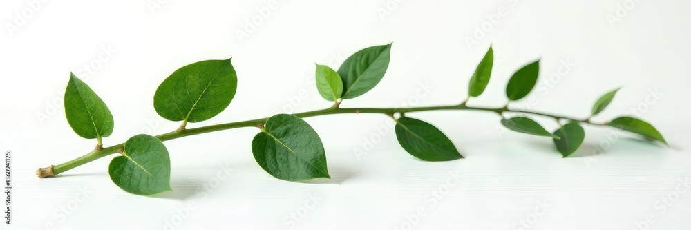 Obraz premium Dark green branch isolated on white background with subtle wood grain texture, textures, wood