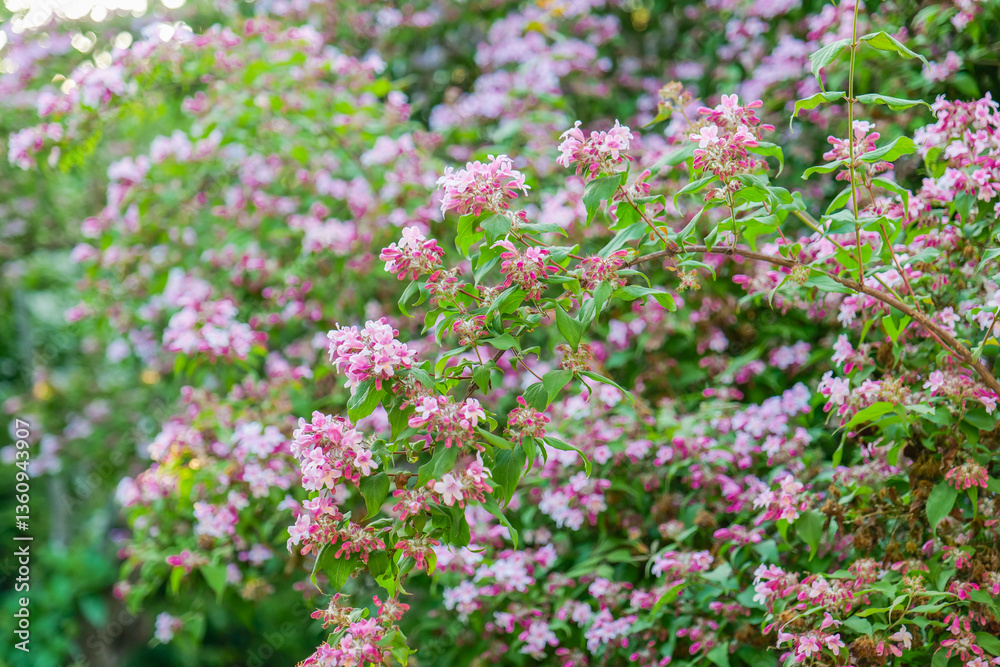 Pink Kolkwitzia bells.Blooming Pink Flowers with Green Foliage.Pink Flowers in Garden Setting Pink Kolkwitzia bells.Blooming Pink Flowers with Green Foliage.Pink Flowers in Garden Setting