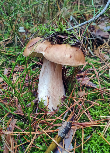 Boletus. Photo of a mushroom in the forest, close-up