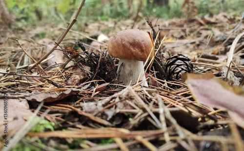 Boletus. Photo of a mushroom in the forest, close-up