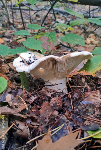 Russula. Photo of a mushroom in the forest, close-up