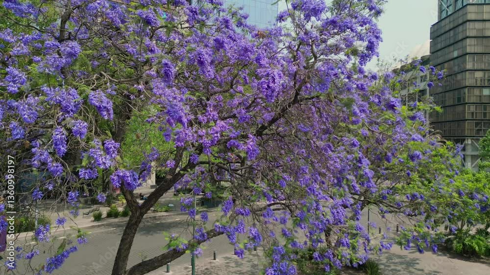 Jacarandas en primavera, flor morada en Ciudad de México en la glorieta de Cibeles colonia roma norte