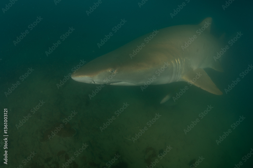 Naklejka premium シロワニ 小笠原 東京都