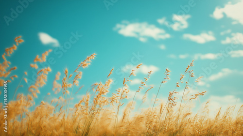 Grass and blue sky, calm landscape, minimalist wallpaper, autumn field, agriculture 