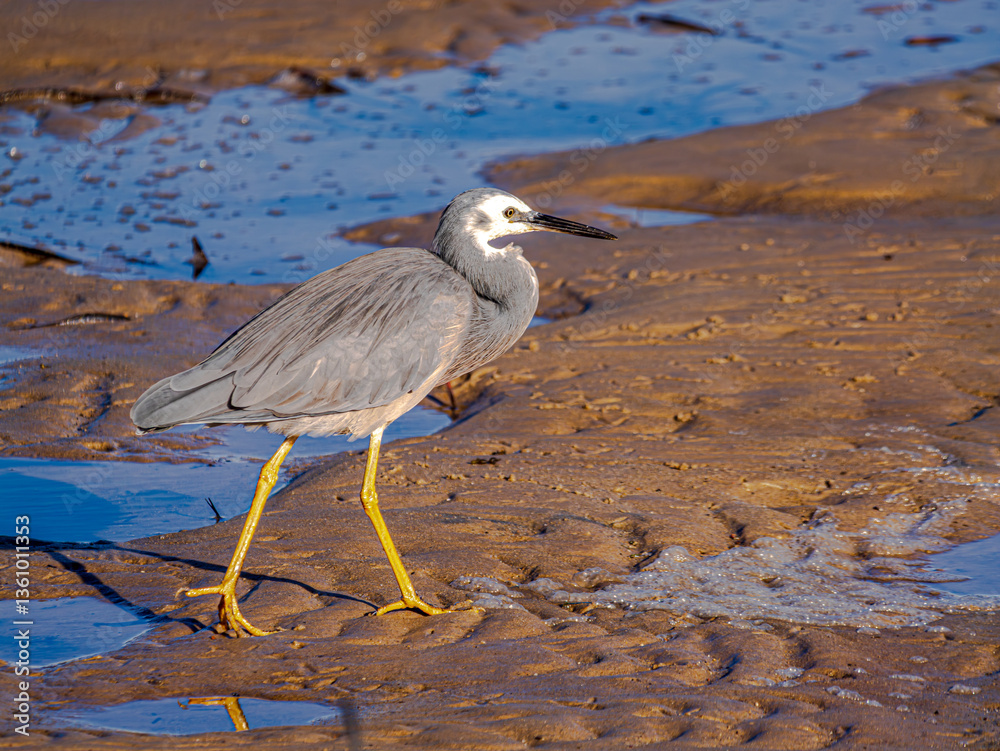 Fotografie Grey Heron Walking On The Mud Flats