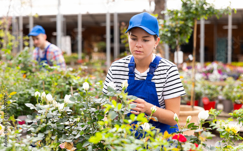 Girl employee of garden center works with white rose bushes, conducts care activities, corrects minor plant deficiencies.