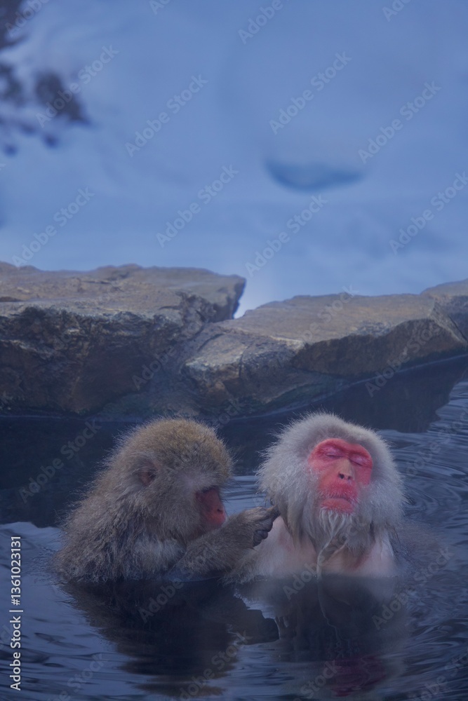 Naklejka premium couple of swans