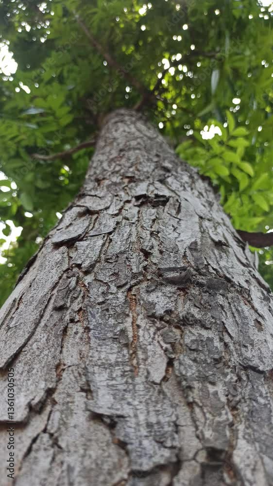 beautiful tree beautiful tree