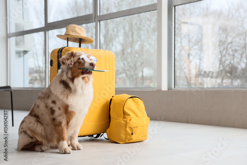 Cute Australian Shepherd do...