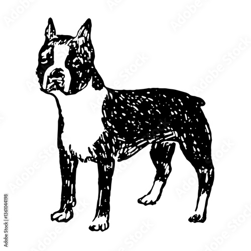 Boston Terrier Dog Illustration in Vintage Timeless Style