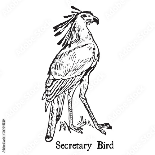 Secretary Bird Illustration in Vintage Timeless Style