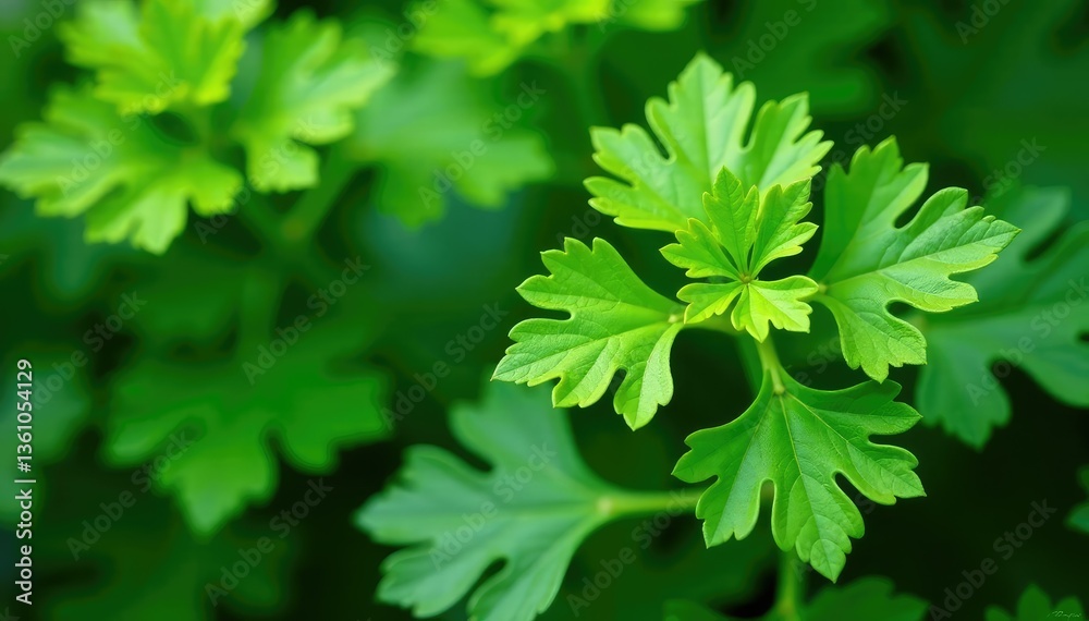 Intricate parsley leaf design, showcasing vibrant green hues , food, kitchen, nature Intricate parsley leaf design, showcasing vibrant green hues , food, kitchen, nature