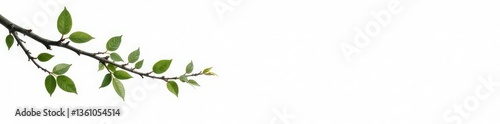 Isolated Branches on White Background with Twigs, peaceful, foliage