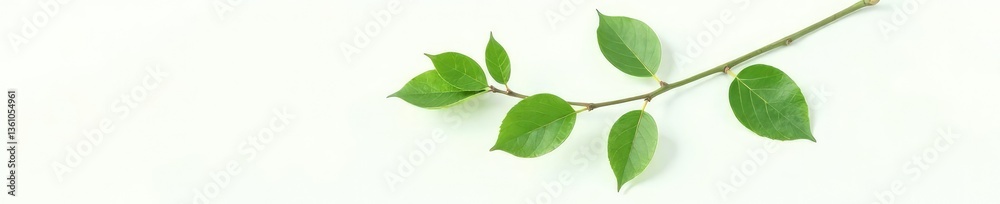 Fototapeta premium Single branch with leaves on white background, botanical, nature photography, greenery
