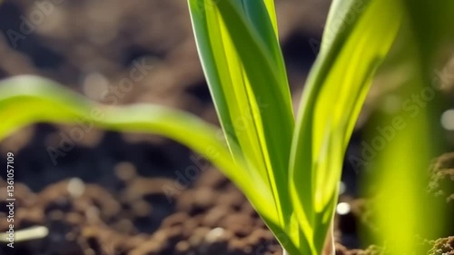 Close-up of a young corn plant sprouting from soil.  Healthy green leaves emerging