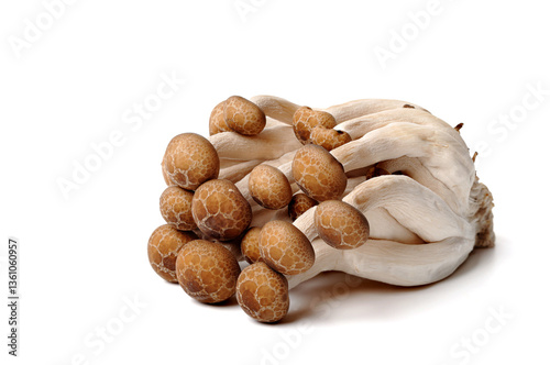 shimeji mushrooms. isolated on white background.