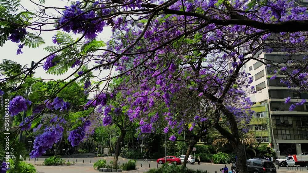 Jacarandas, arbol de flor color morado en primavera en ciudad de méxico, glorieta de cibeles, jardín en plaza pública 