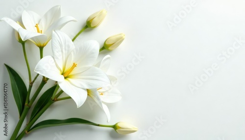 Elegant white flower arrangement on pristine background, spring, macro, botanical