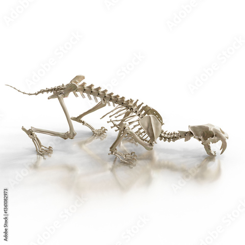 Smilodon Fatalis Skull and Skeleton Render