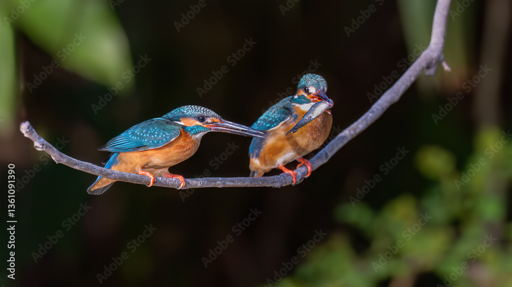 Fototapeta premium red headed bee eater