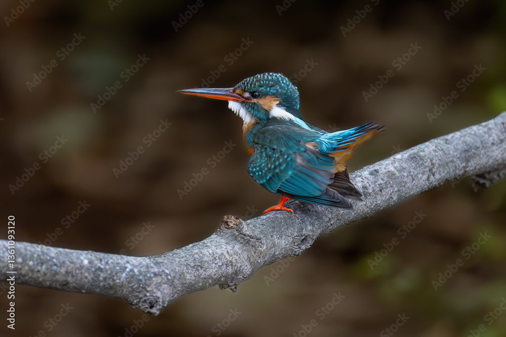 Fototapeta premium kingfisher on a branch