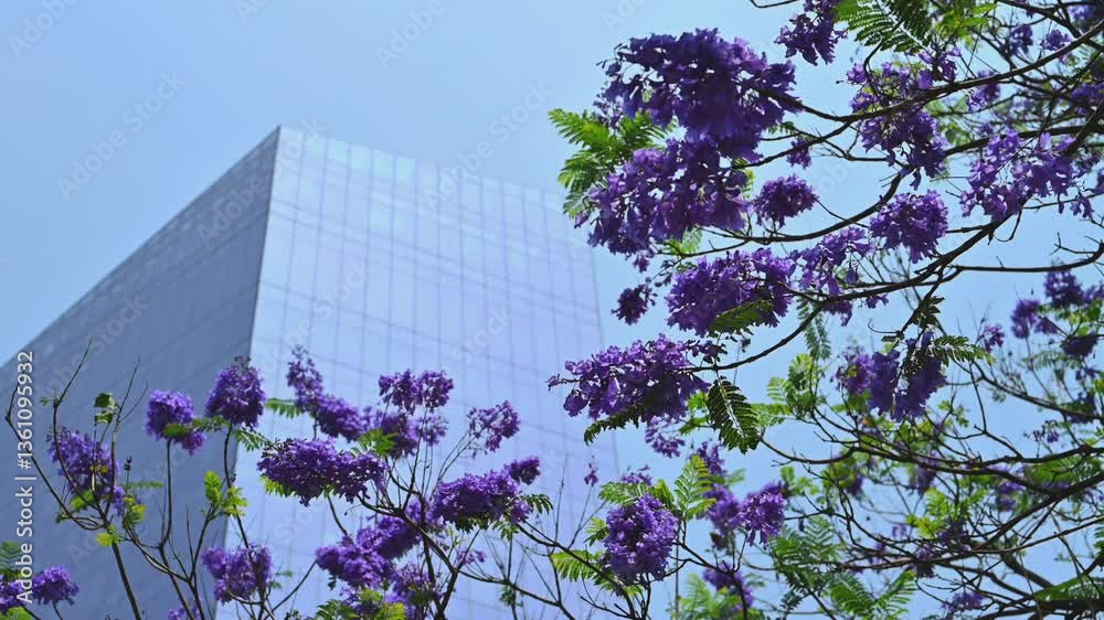 Árbol de jacaranda en primavera, ciudad de México, CDMX glorieta de cibeles landmark