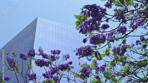 Árbol de jacaranda en primavera, ciudad de México, CDMX glorieta de cibeles landmark