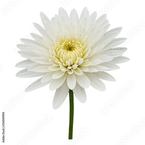 white  chrysanthemum isolated on white