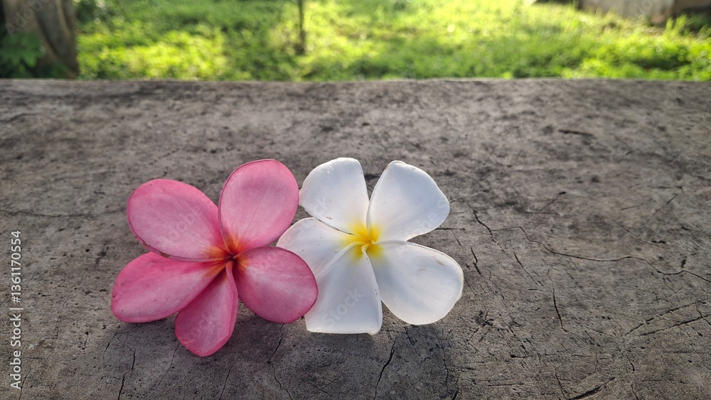 plumeria flower on wood plumeria flower on wood
