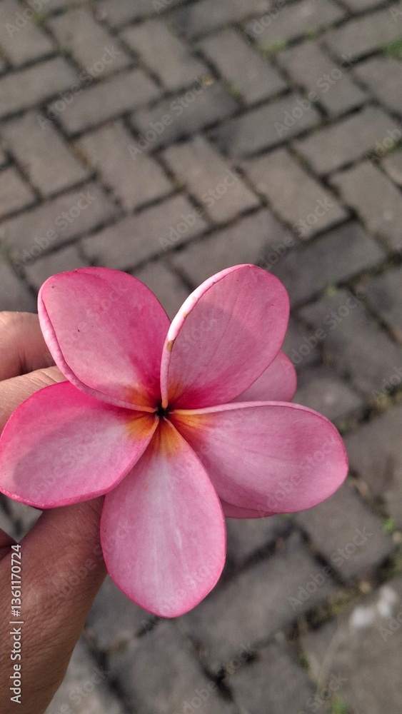 pink frangipani flower pink frangipani flower