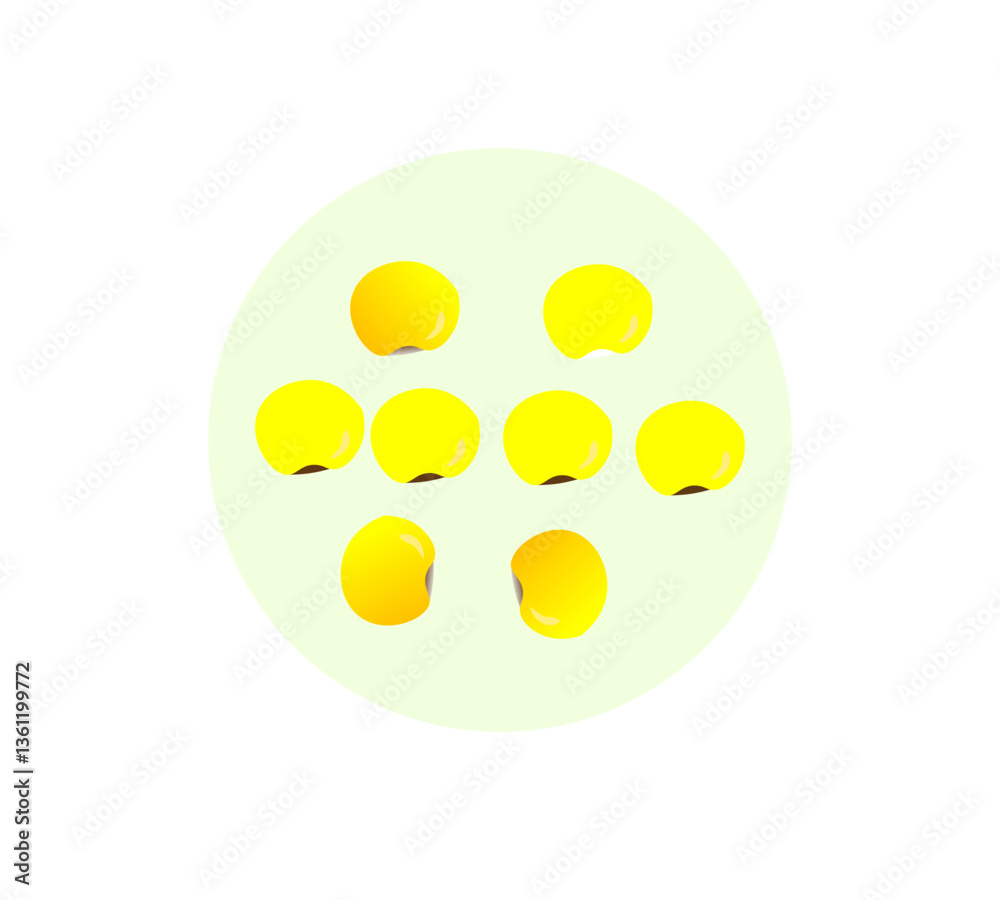 Pop Corn/corn seeds Pop Corn/corn seeds